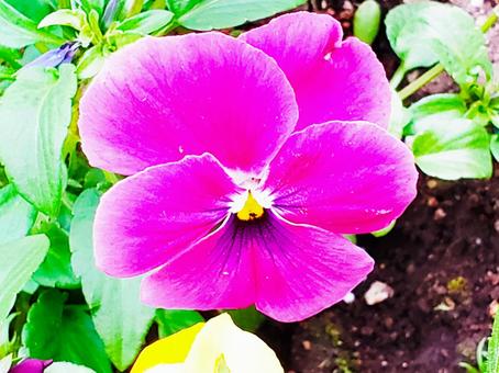 紫のお花の写真