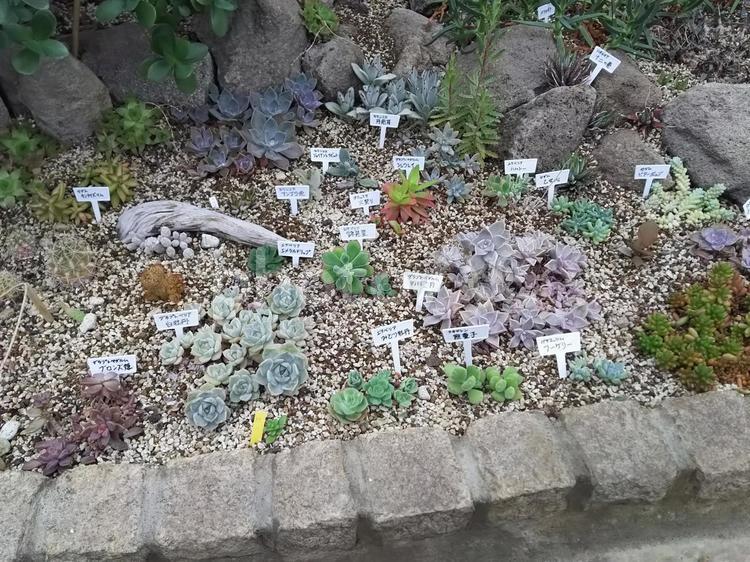 多種多様の多肉植物 京成バラ園,サボテン,多肉植物の写真素材