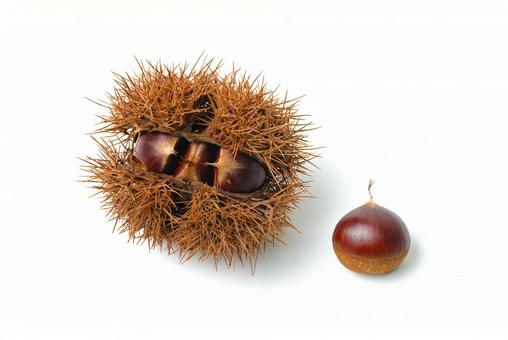 栗入りイガと栗の写真