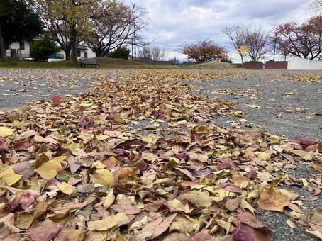 枯葉の散っている公園 枯葉,落ち葉,公園の写真素材