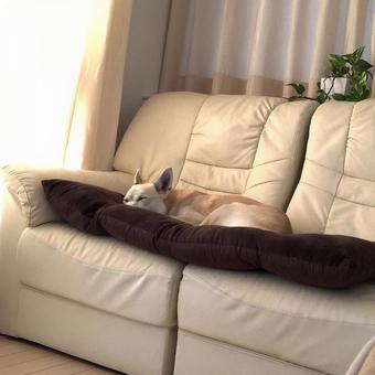 ソファで眠る犬 犬,飼い犬,ソファの写真素材