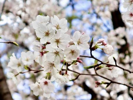 cherry blossoms, JPG cherry blossoms, JPG