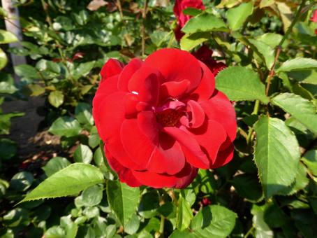 バラ園に咲く赤色の濃いバラの花 バラ園に咲く赤色の濃いバラの花の写真