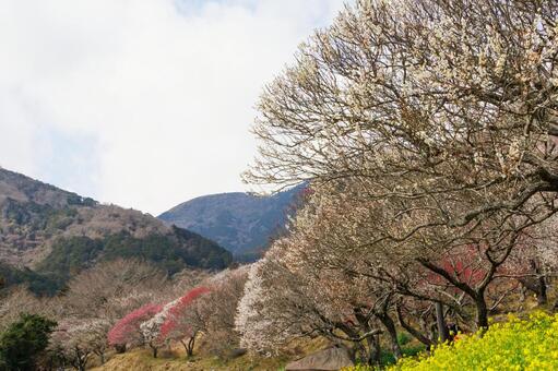 梅林のある風景 梅,迎春,梅の花の写真素材