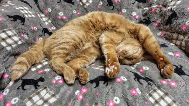 おやすみ中の茶トラ 猫,茶トラ,catの写真素材