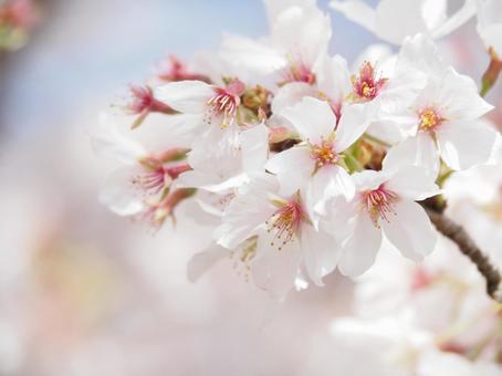 桜の花 桜の花の写真