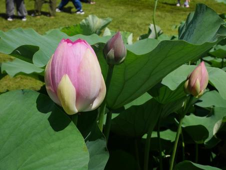 大賀ハス 大賀ハス,古代ハス,つぼみの写真素材