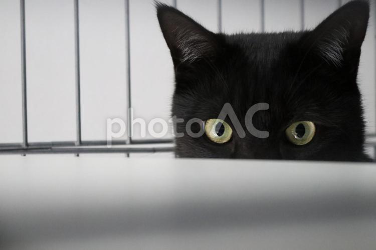 黒猫の視線 猫,ペット,肖像画の写真素材