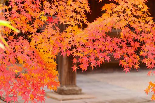 南禅寺の紅葉 南禅寺の紅葉 南禅寺,紅葉,もみじの写真素材