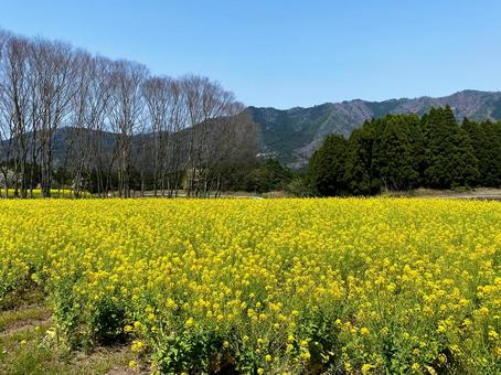 菜の花畑 菜の花畑 菜の花,菜の花畑,春の写真素材