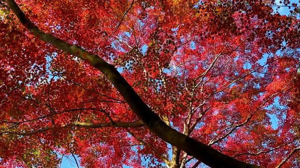 紅葉 秋,もみじ,グラデーションの写真素材