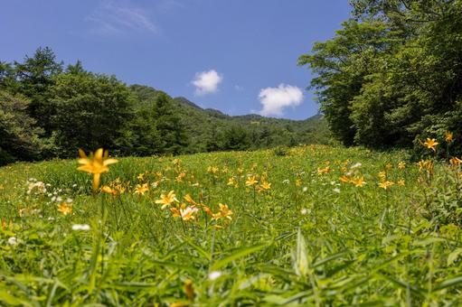 初夏を彩る 初夏を彩る 日光黄菅,キスゲ平,初夏の写真素材