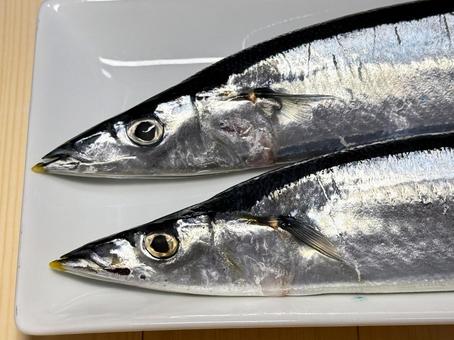 秋刀魚 秋刀魚の写真