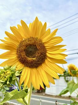 ヒマワリの花 ヒマワリの花の写真