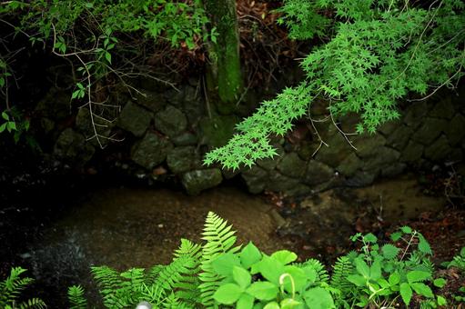 深く暗い森の中で輝く真夏の緑 深緑,葉,草木の写真素材