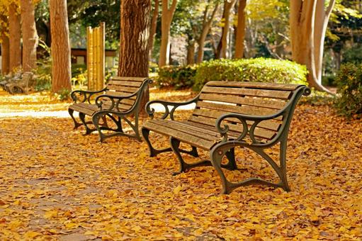 洞峰公園の落葉した銀杏とベンチ 洞峰公園,銀杏,秋の写真素材
