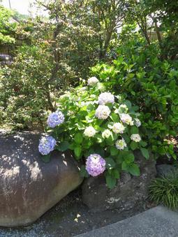 Hydrangeas starting to bloom in the temple grounds, JPG Hydrangeas starting to bloom in the temple grounds, JPG