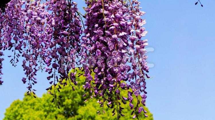 春の亀戸天神・藤の花＆青空（江東区亀戸） 春,藤,花の写真素材