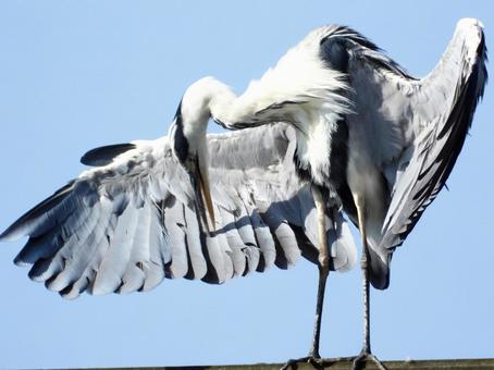 廃線の上で毛繕いをするアオサギ 廃線の上で毛繕いをするアオサギの写真