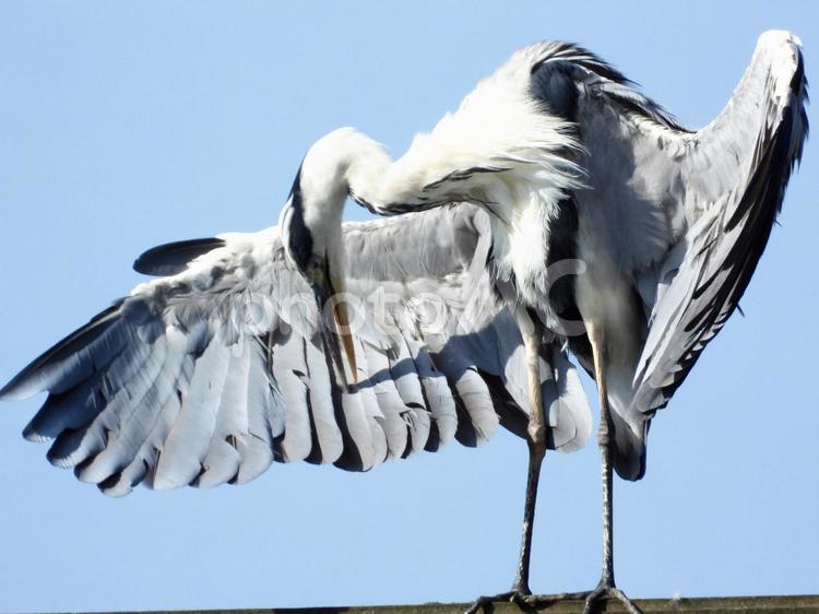 廃線の上で毛繕いをするアオサギ 鳥,野鳥,アオサギの写真素材