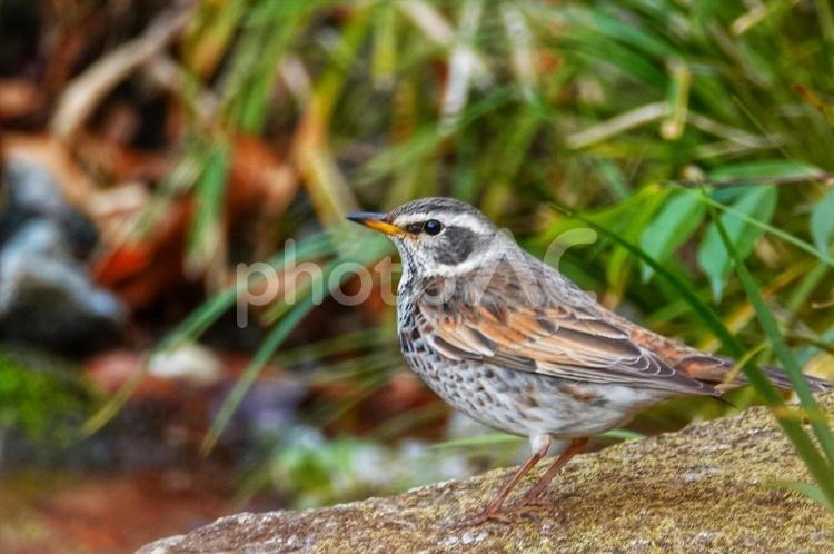 散歩の途中でこんにちは3 動物,生き物,野鳥の写真素材
