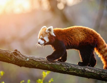 木の上に登っているレッサーパンダ2 木の上に登っているレッサーパンダ2の写真