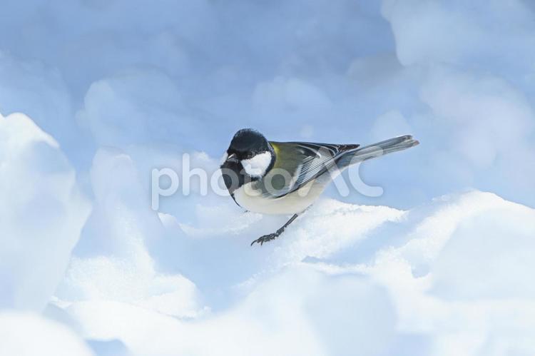 明るい雪の上のシジュウカラ シジュウカラ,四十雀,雪の写真素材