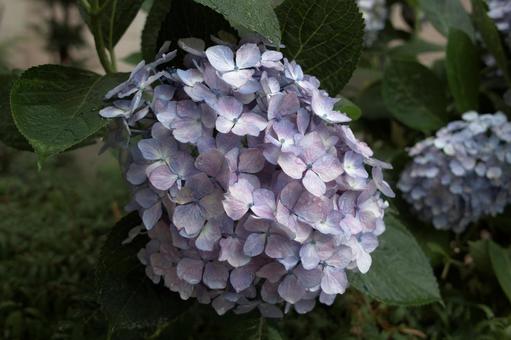 Hydrangea image material, JPG