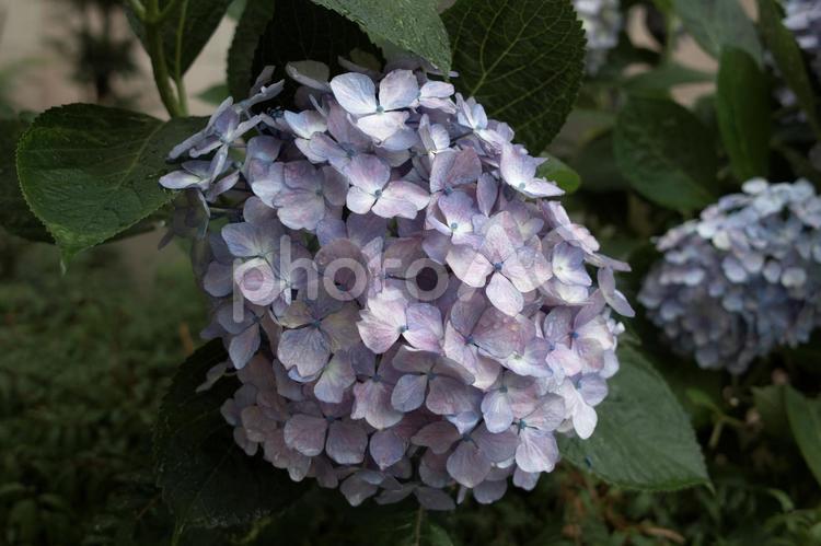 あじさいのイメージ素材 アジサイ,紫陽花,あじさいの写真素材