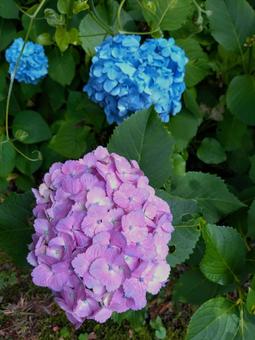 フラワーガーデン2025の写真