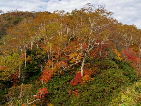 高妻山登山道の紅葉 紅葉,秋,秋イメージの写真素材