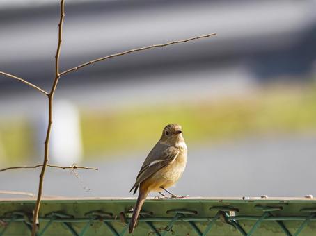 冬陽にたたずむジョウビタキ ジョウビタキ,野鳥,鳥の写真素材