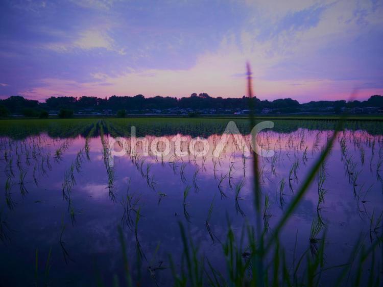 水田の夕 水田,田舎,夕方の写真素材