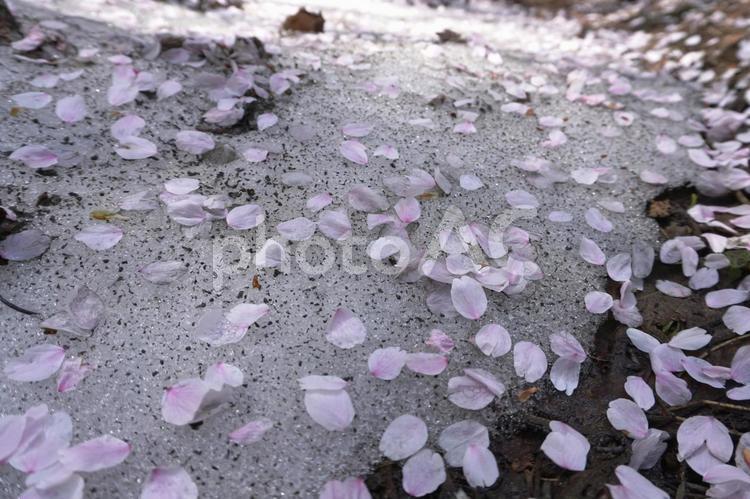 散った桜の花びらと残雪05 桜,桜吹雪,花びらの写真素材