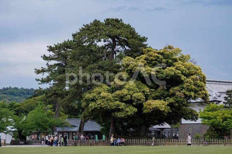 巨大な松の木 木,巨木,松の写真素材