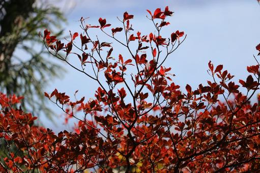 紅葉 紅葉の写真