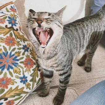 猫 猫の写真