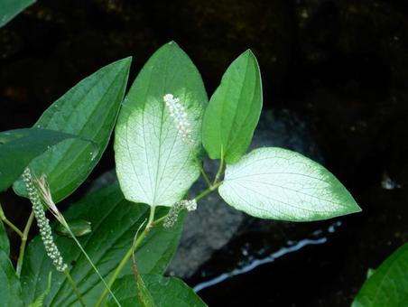 [Flower Photo] Pinctada gracilis, JPG