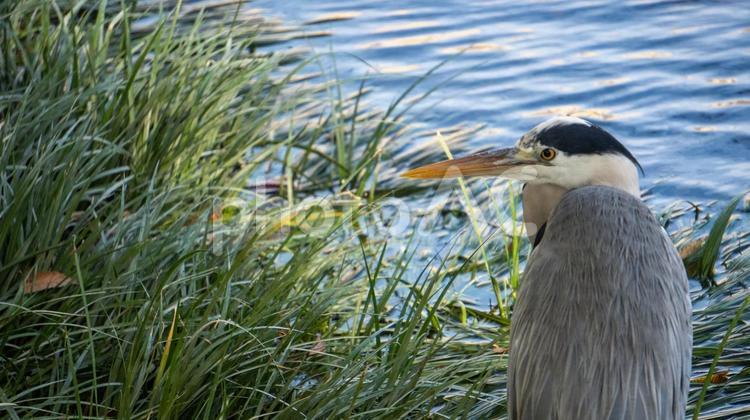 サギの佇まい サギ,鳥,沼地の写真素材