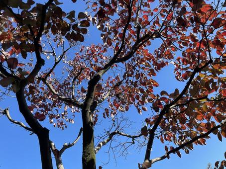 神田川10月:秋晴れの紅葉 2025 神田川10月:秋晴れの紅葉 2025 紅葉,樹木,快晴の写真素材