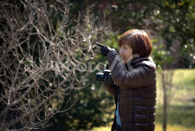 R＜人物＞森の中で野鳥を撮影する女性 女性,写真,撮影の写真素材