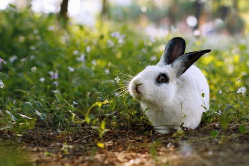 ペットのうさぎ ペットのうさぎの写真
