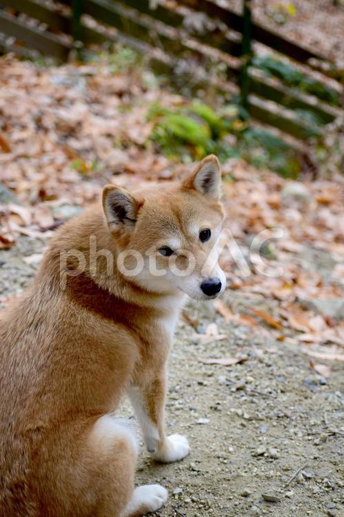 柴犬・振り返る 柴犬,柴,犬の写真素材