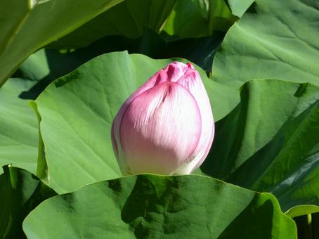 郊外のハス池で開花待ちのハスのツボミ 郊外のハス池で開花待ちのハスのツボミ ハス,花,植物の写真素材