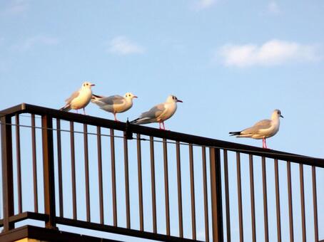鉄柵に止まり夕日を浴びるユリカモメ達 ユリカモメ,鳥,野鳥の写真素材