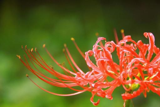 彼岸花 曼殊沙華 彼岸花 曼殊沙華 曼殊沙華,彼岸花,秋の写真素材