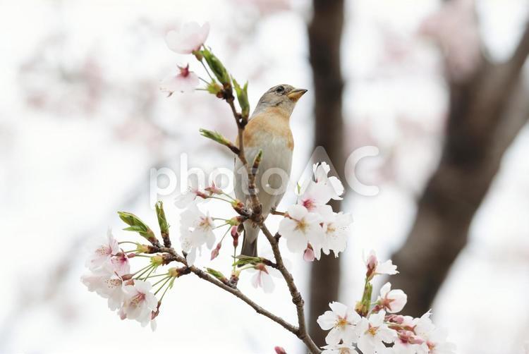 アトリと桜 アトリ,桜,花鳥風月の写真素材
