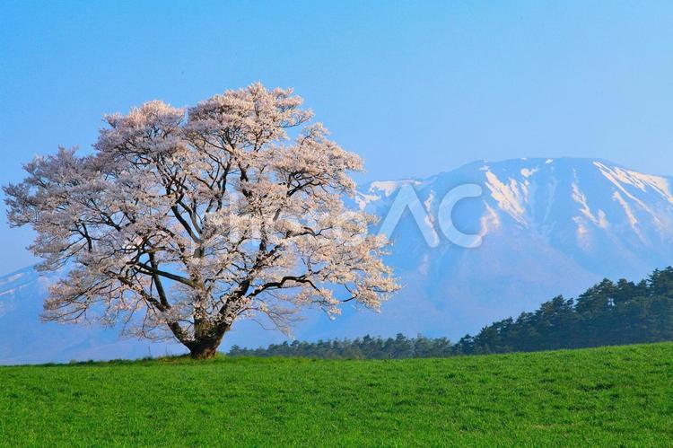 小岩井牧場の一本桜 桜,一本桜,春の写真素材