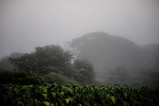 <五島風景>霧の夜明けの梅雨の葉タバコ畑 <五島風景>霧の夜明けの梅雨の葉タバコ畑の写真