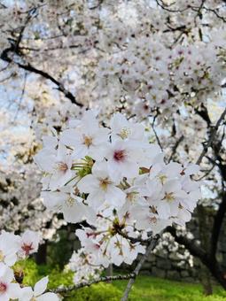 Photo, ciliegio, primavera, sakura, 